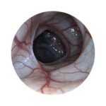 Camjoy flexible endoscope for animals (30)